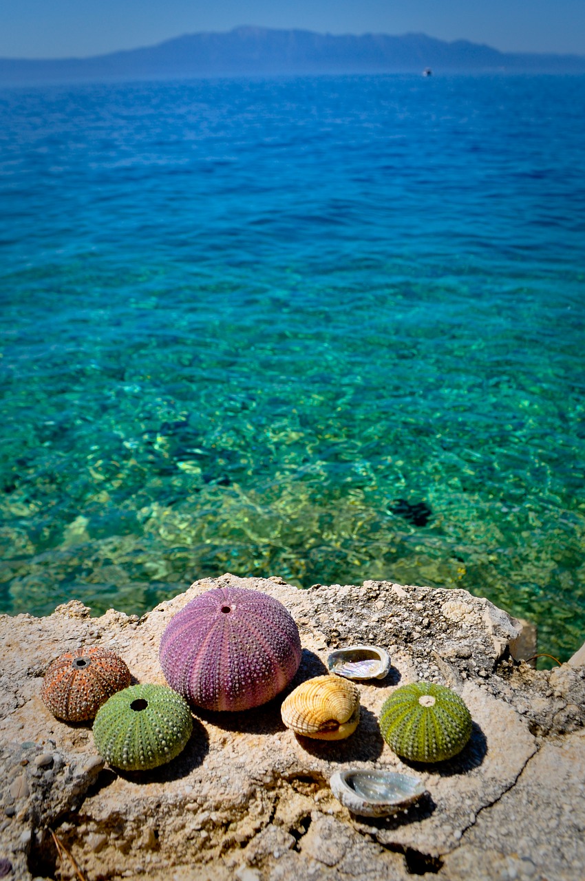 sea ​​urchin beach sea free photo