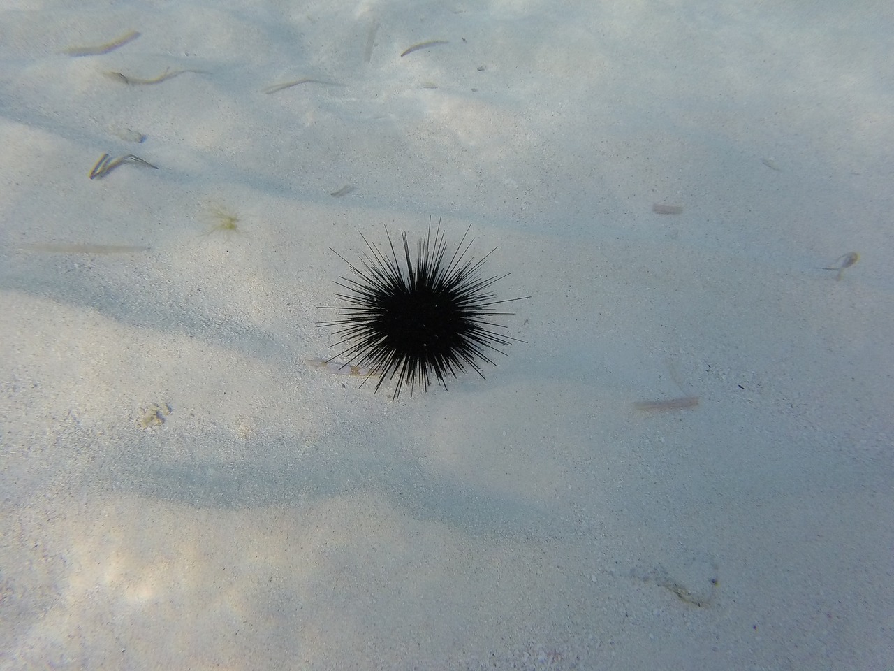 sea ​​urchin sea hedgehog free photo