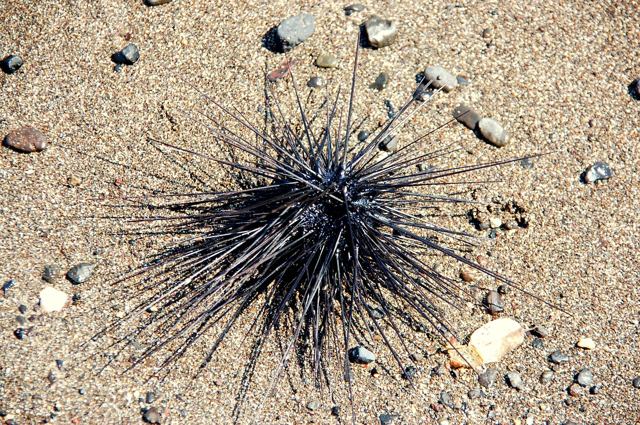 sea urchin bali sea free photo