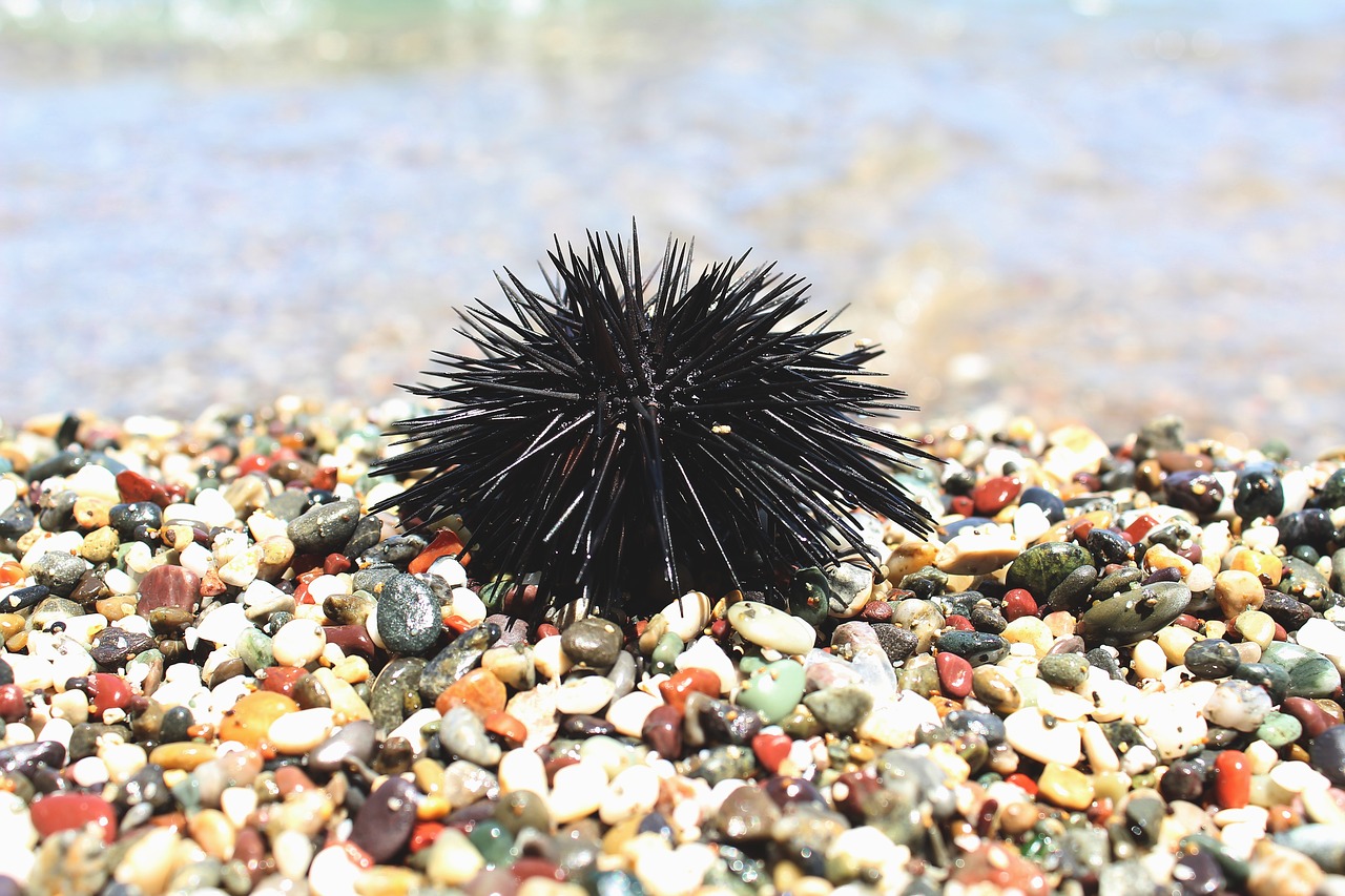 sea urchin sea pebbles free photo