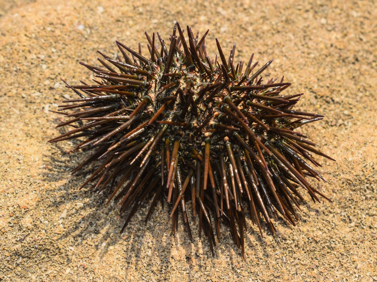 sea ​​urchin sea wildlife free photo