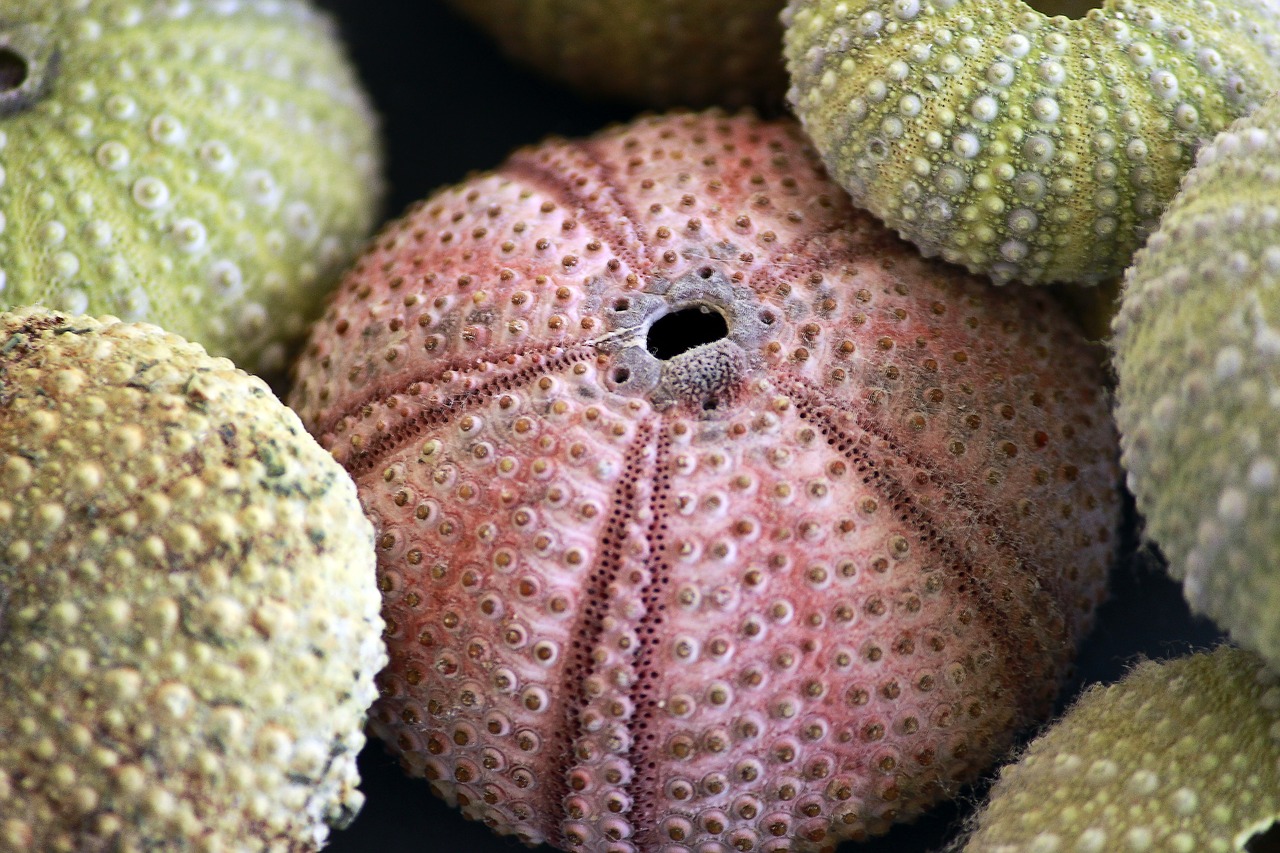 sea ​​urchin  skeletons  texture free photo