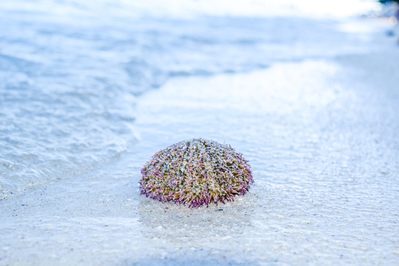sea urchin  sand  beach sea free photo