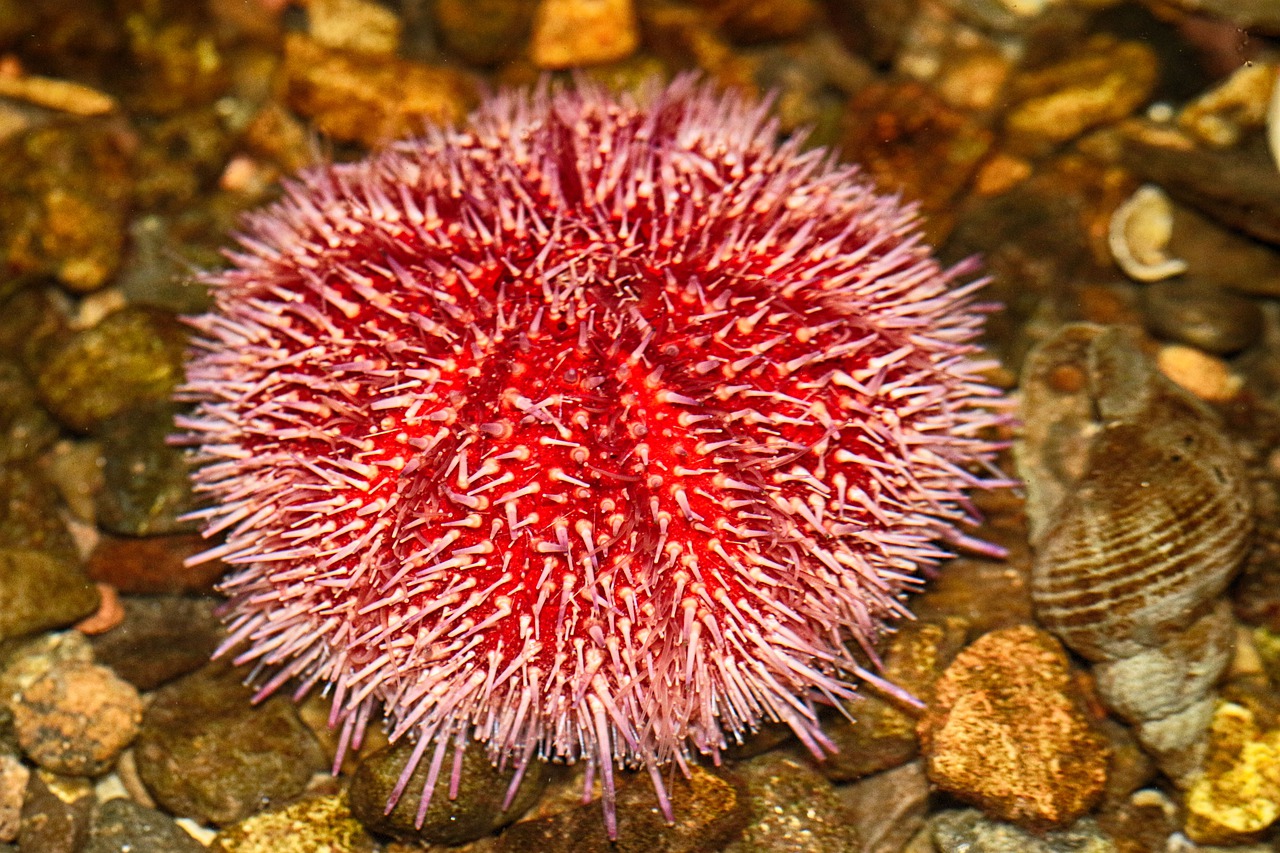 sea urchin  sea creatures  aquarium free photo