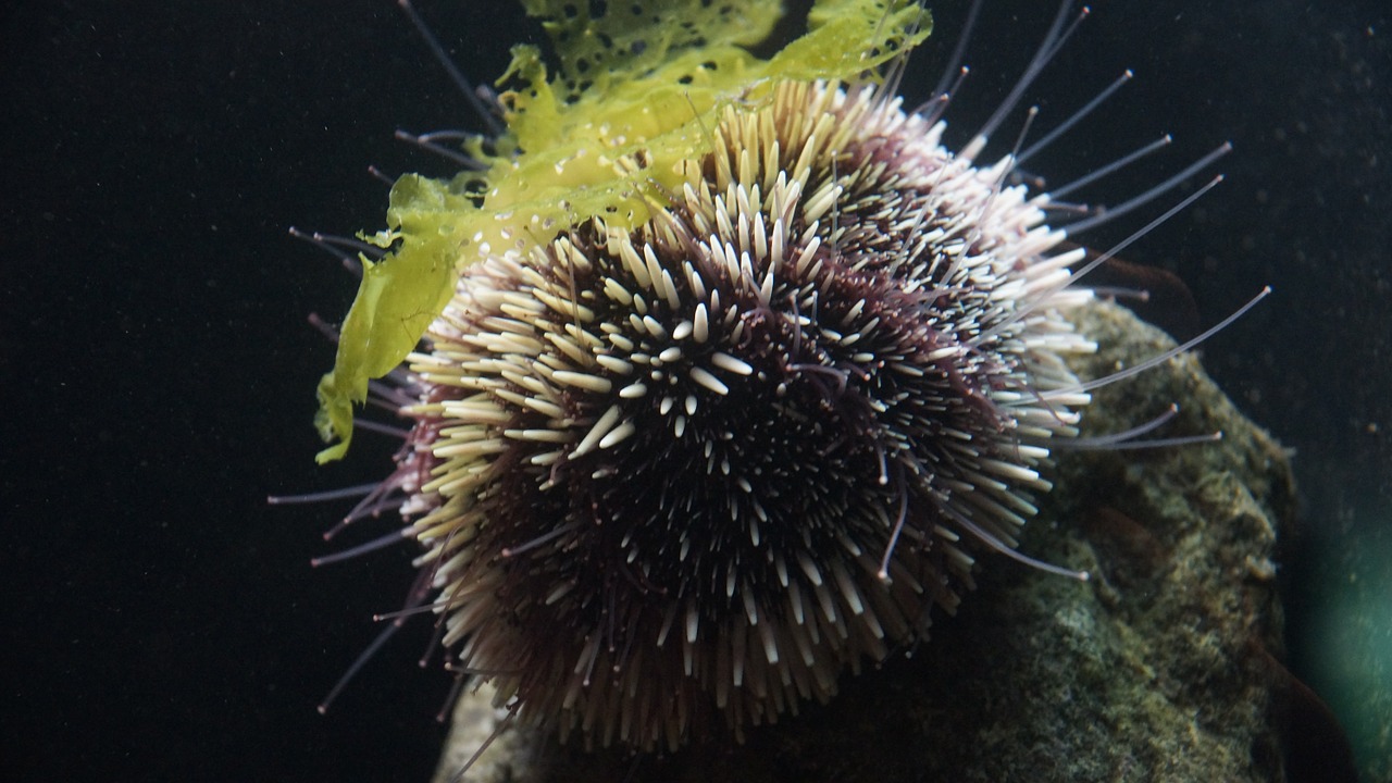 sea urchin sea hedgehog ocean free photo