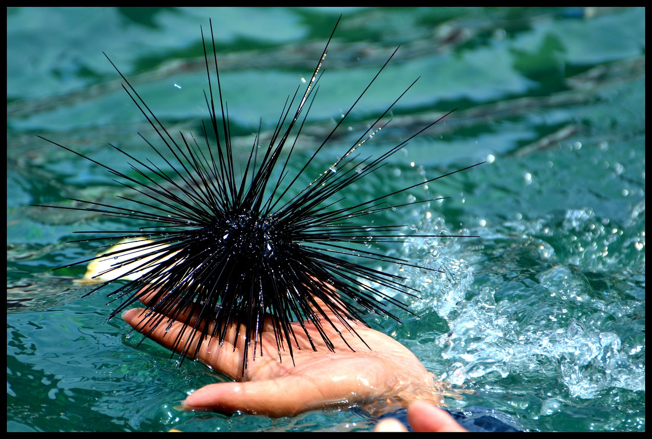 sea ​​urchin diving sea free photo