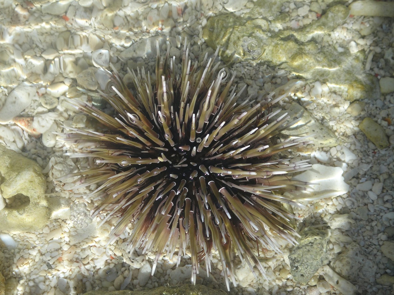 sea urchin clear water urchin free photo