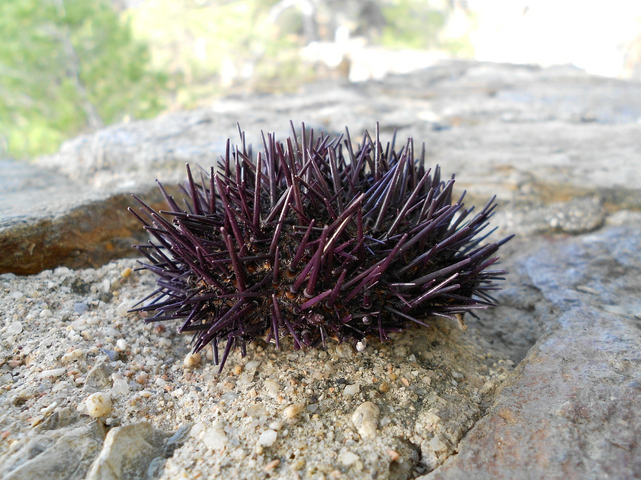 sea urchin animal nature free photo