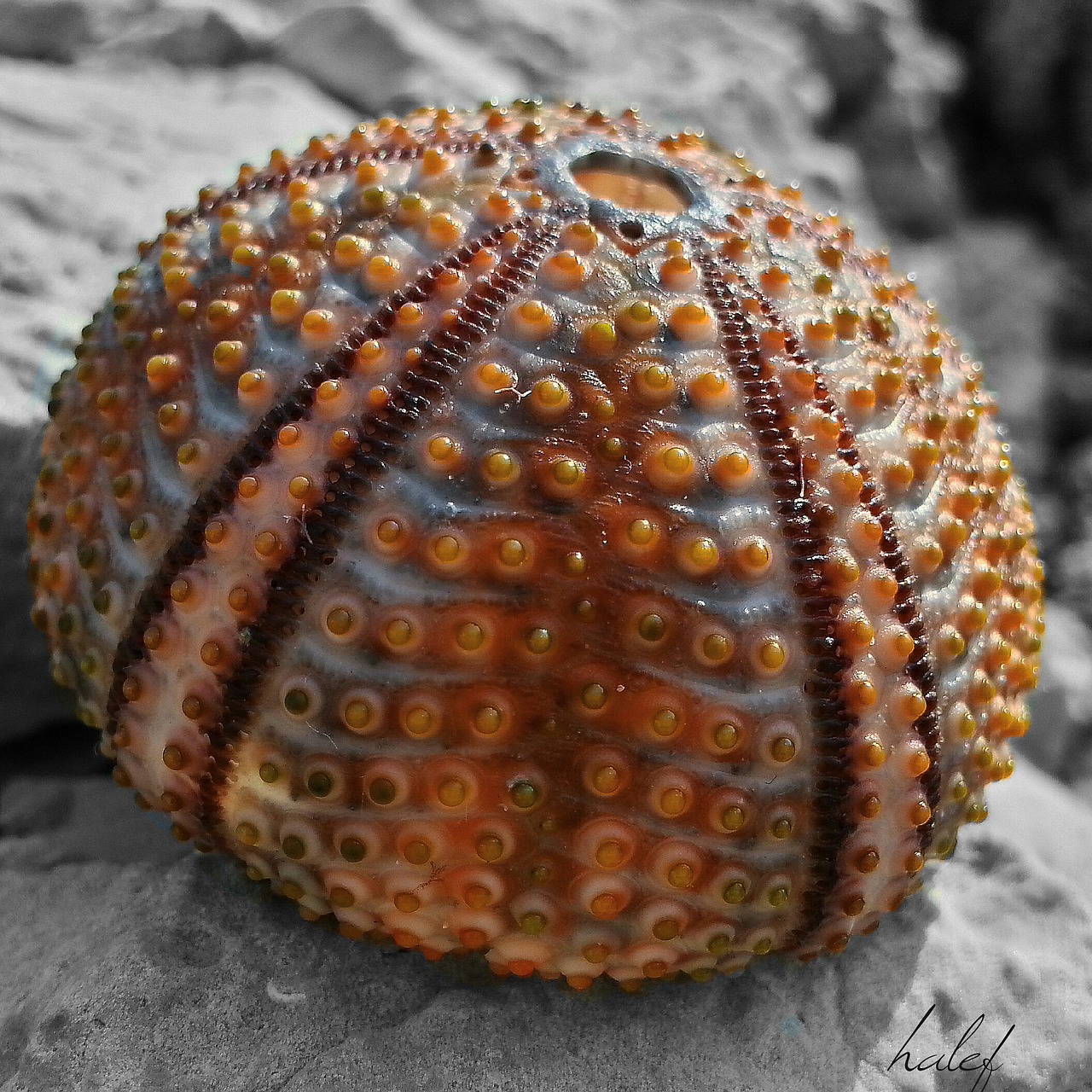 sea ​​urchin marine beach free photo