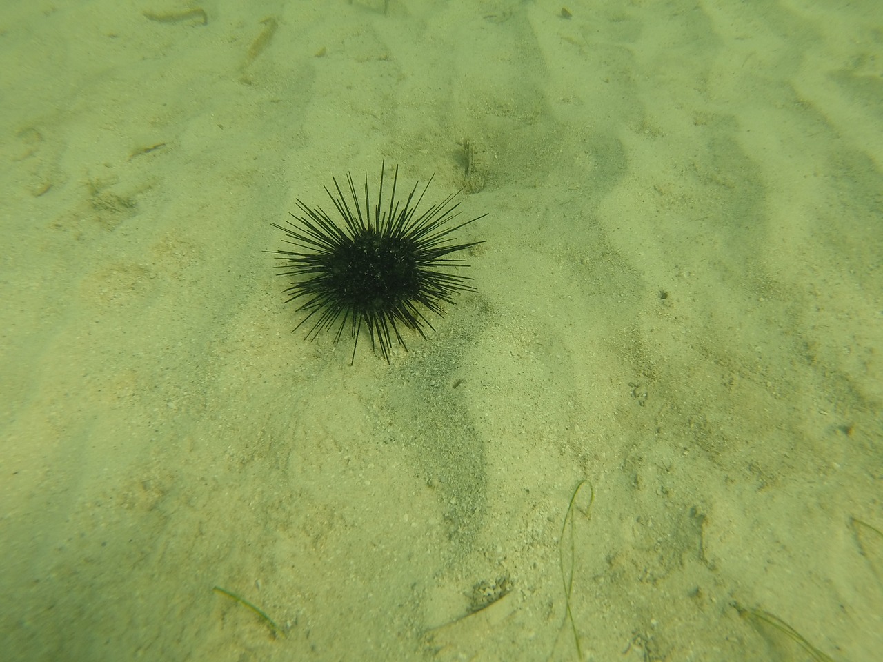 sea urchin fish jamaica free photo