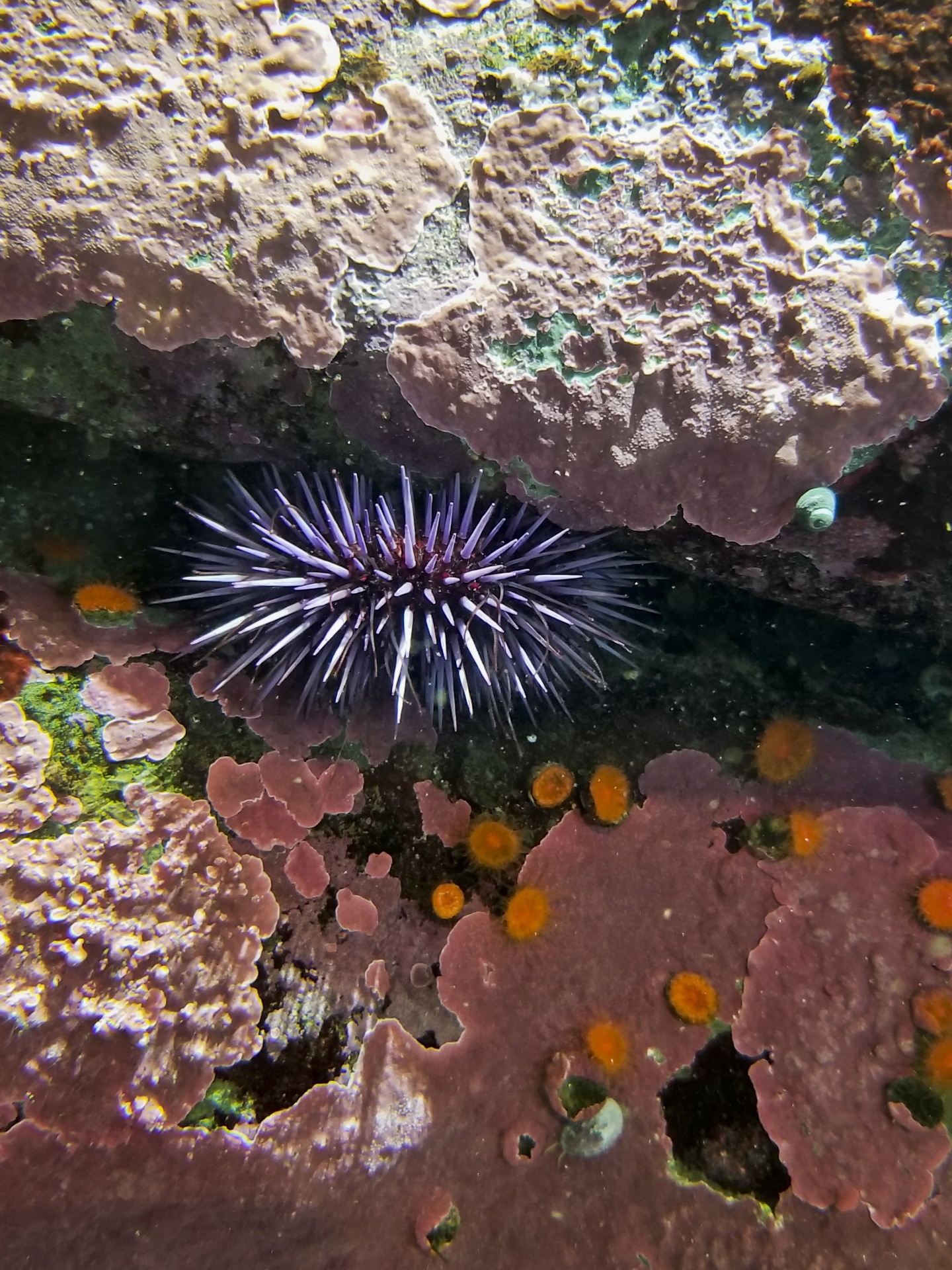 coral reef aquarium view sea urchin free photo