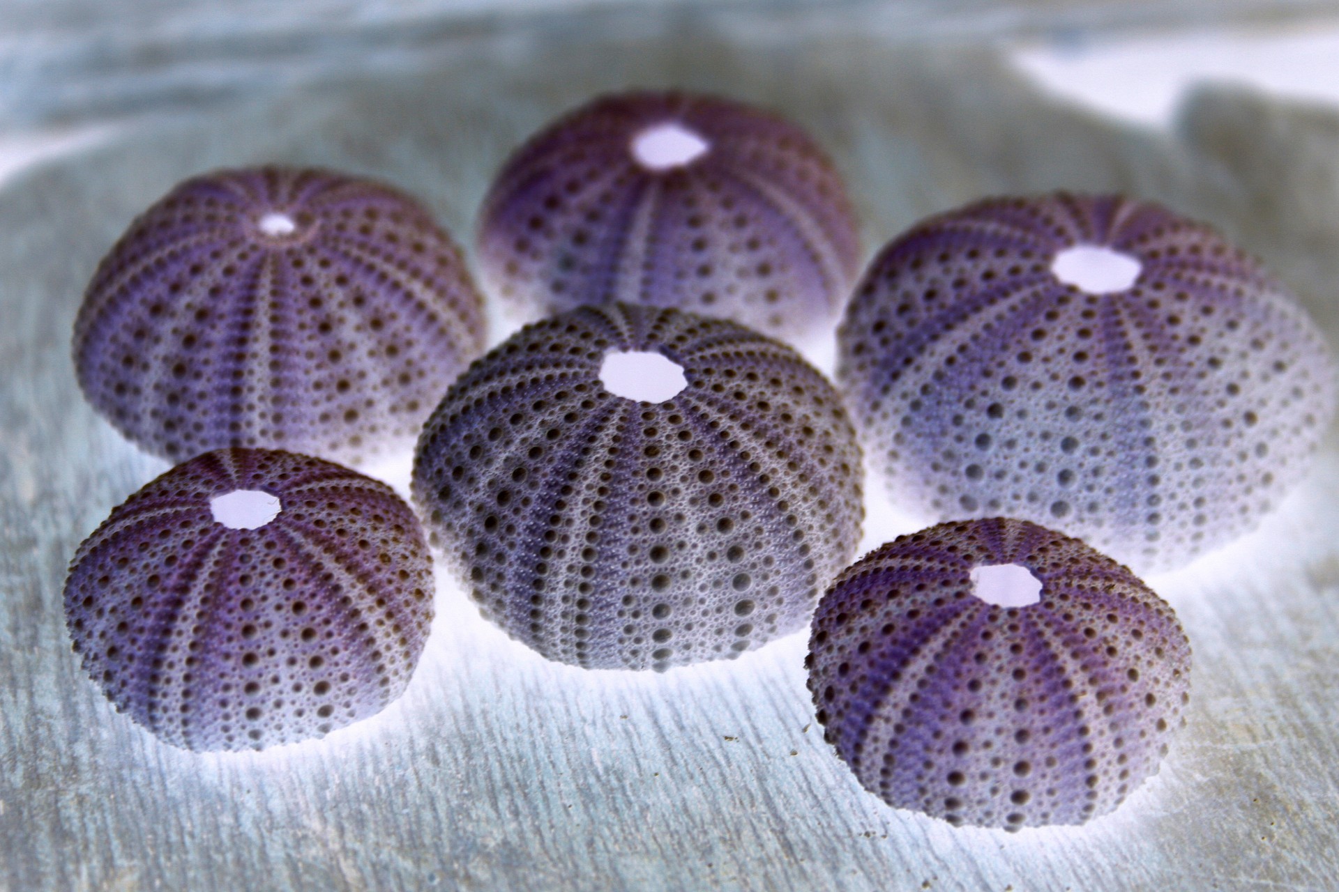 shells sea purple free photo