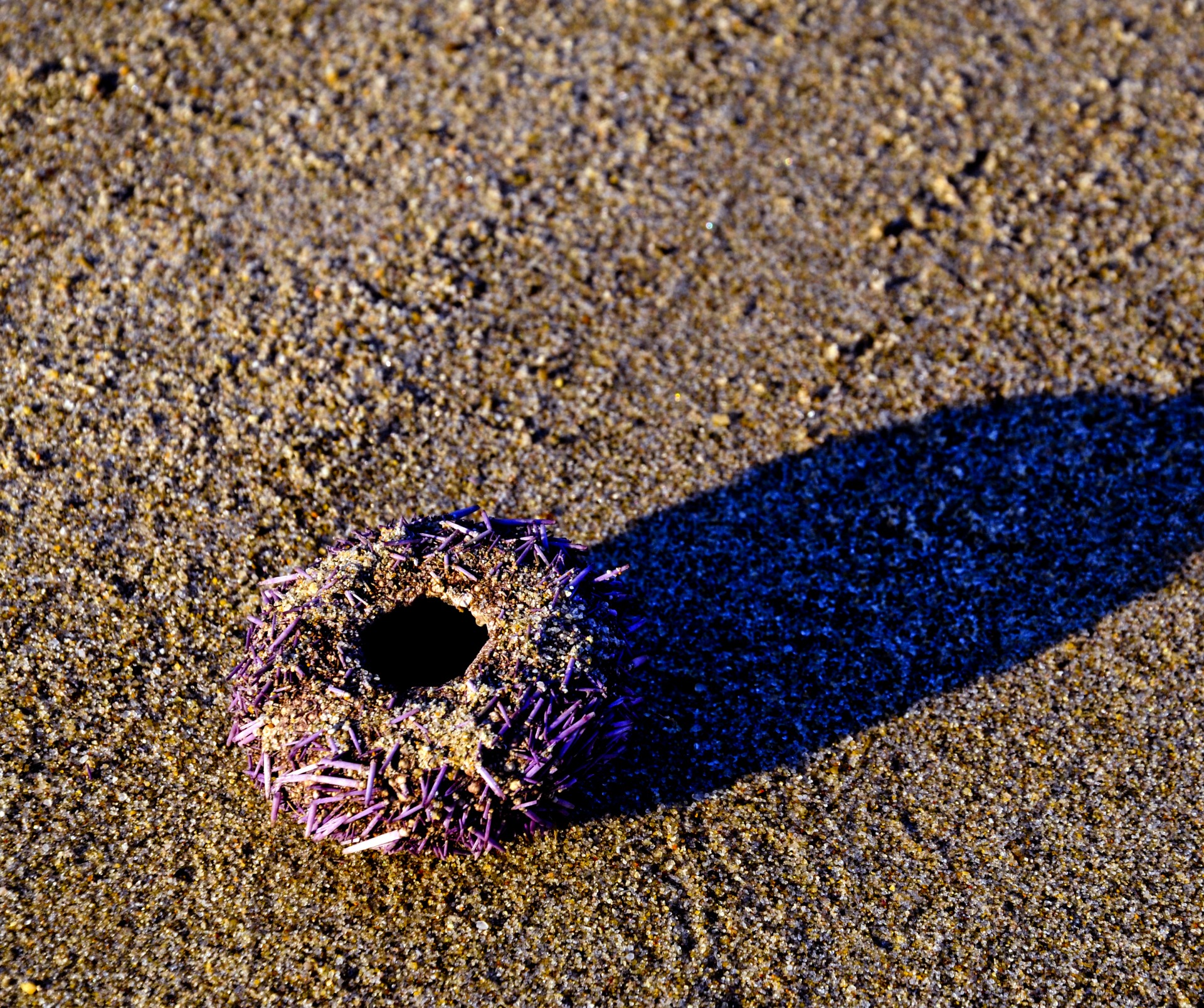 sea urchin shell animal free photo