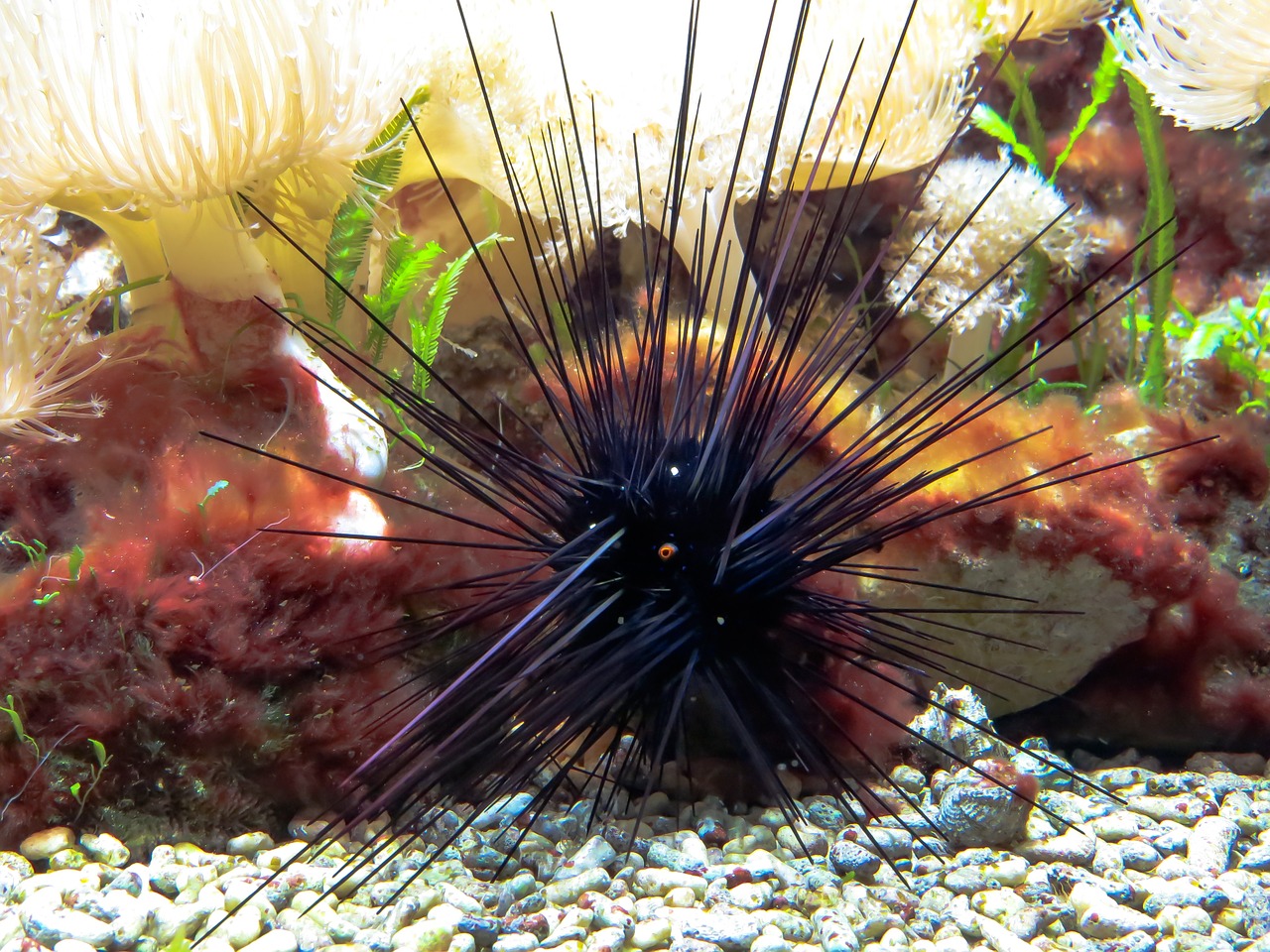 sea urchins gift sting free photo