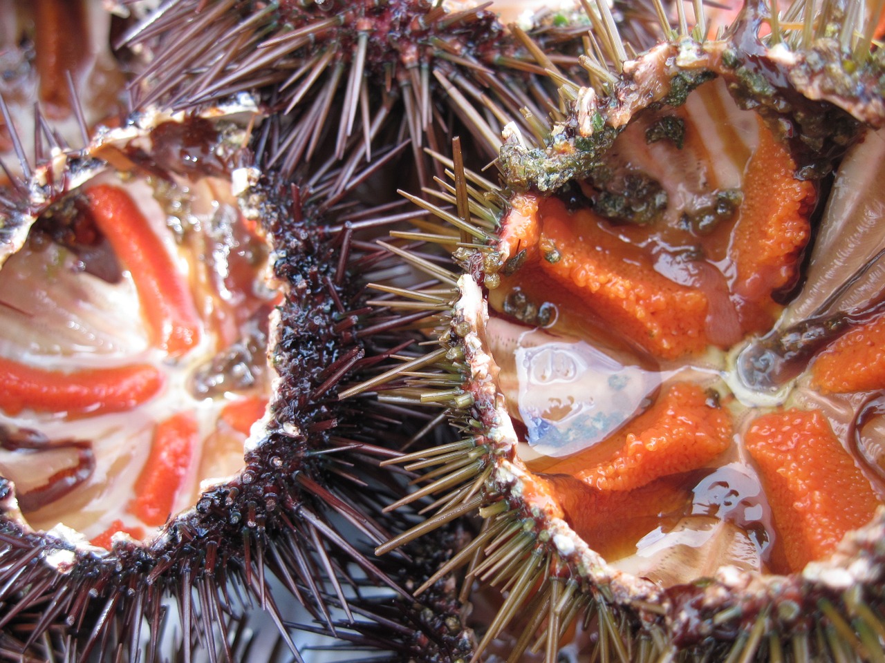 sea urchins edible seafood free photo