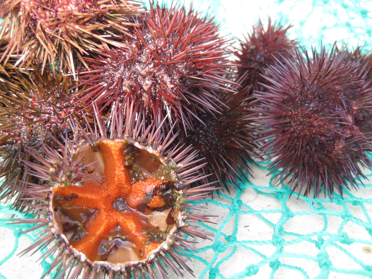 sea urchins seafood fang free photo