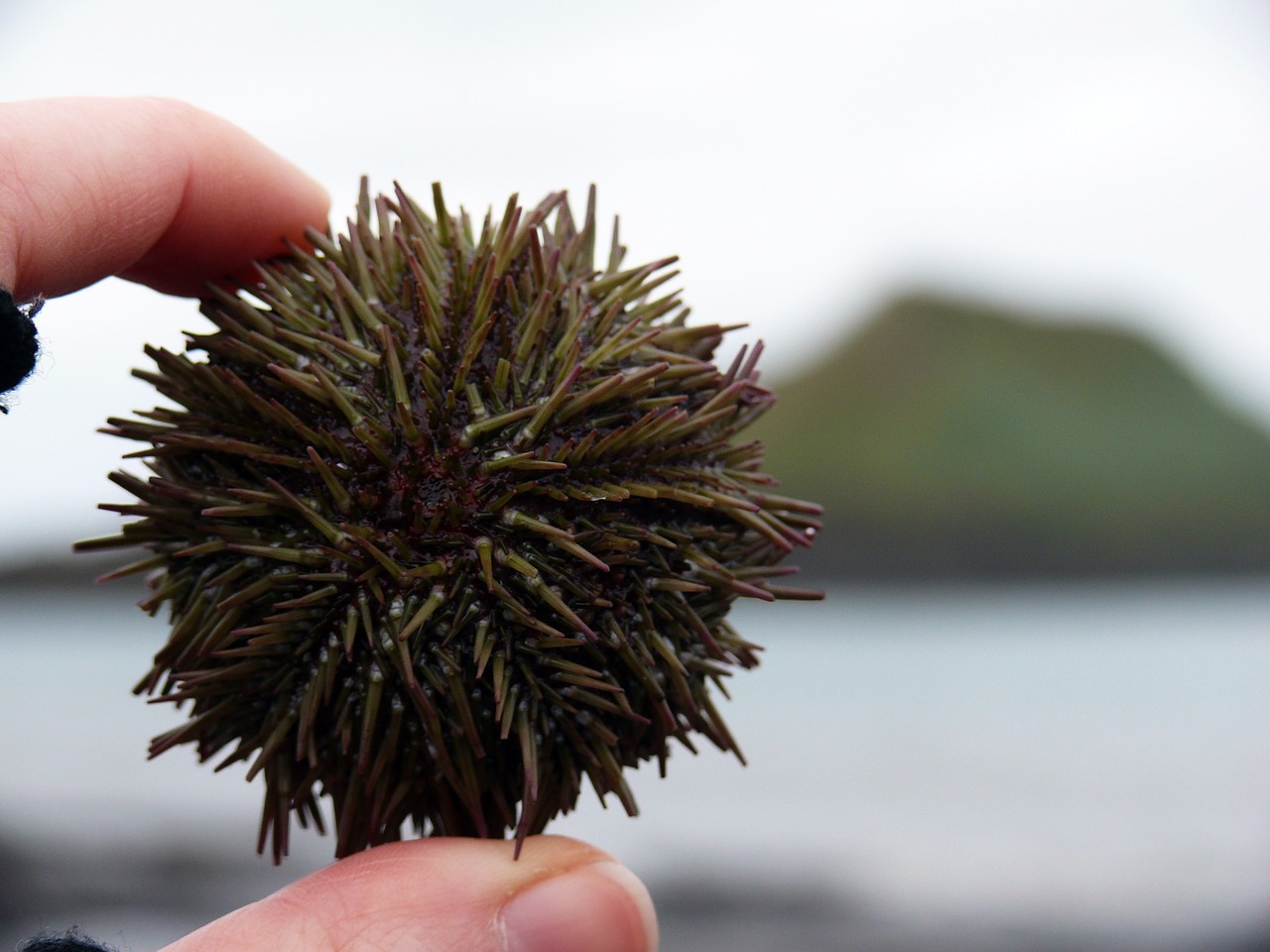 sea urchins sea sting free photo