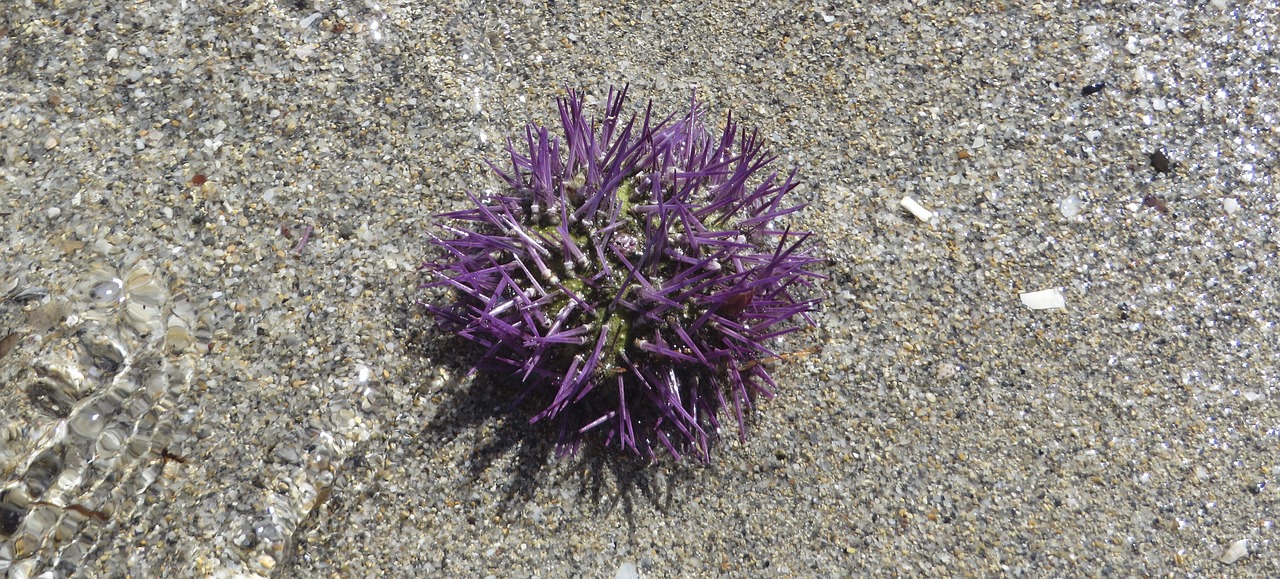 sea urchins sea animal beach free photo