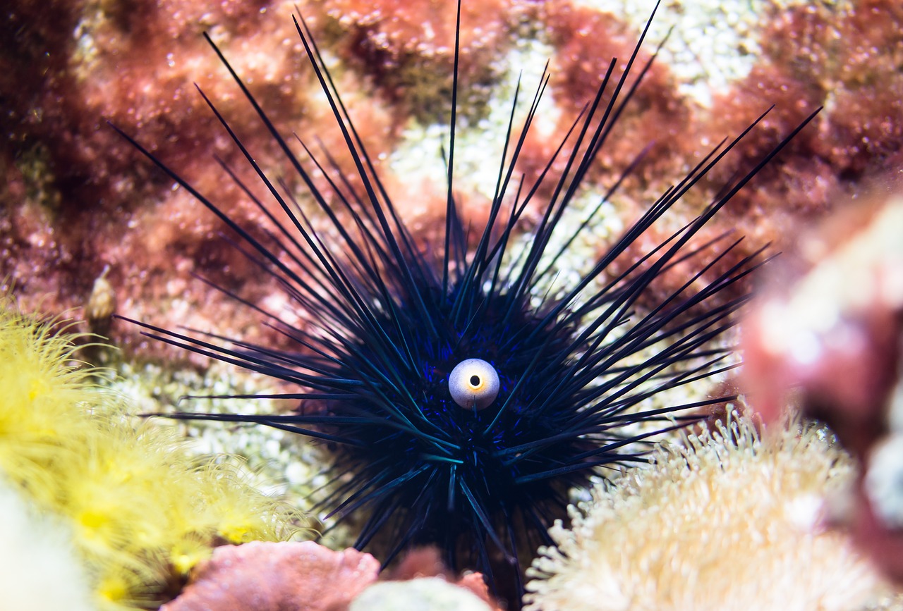 sea urchins ocean gift free photo