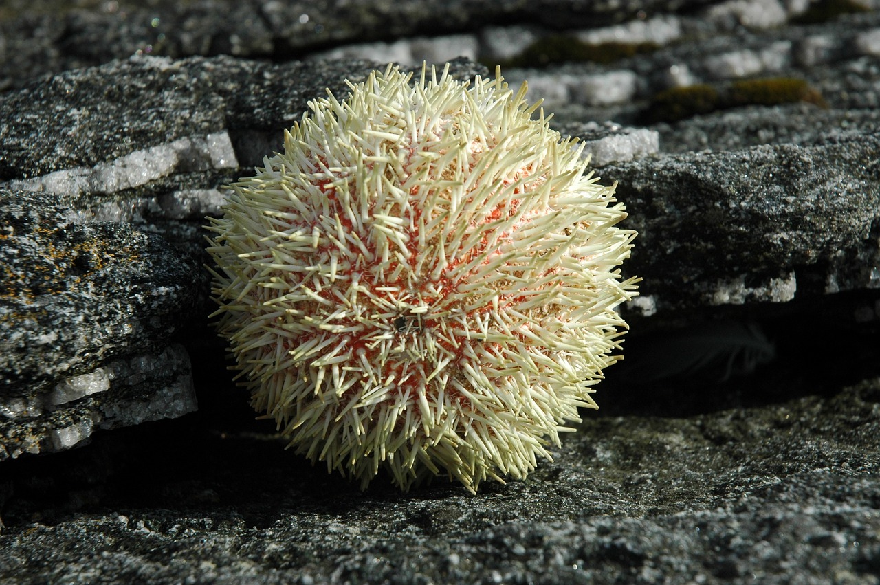 sea urchins ball rock free photo
