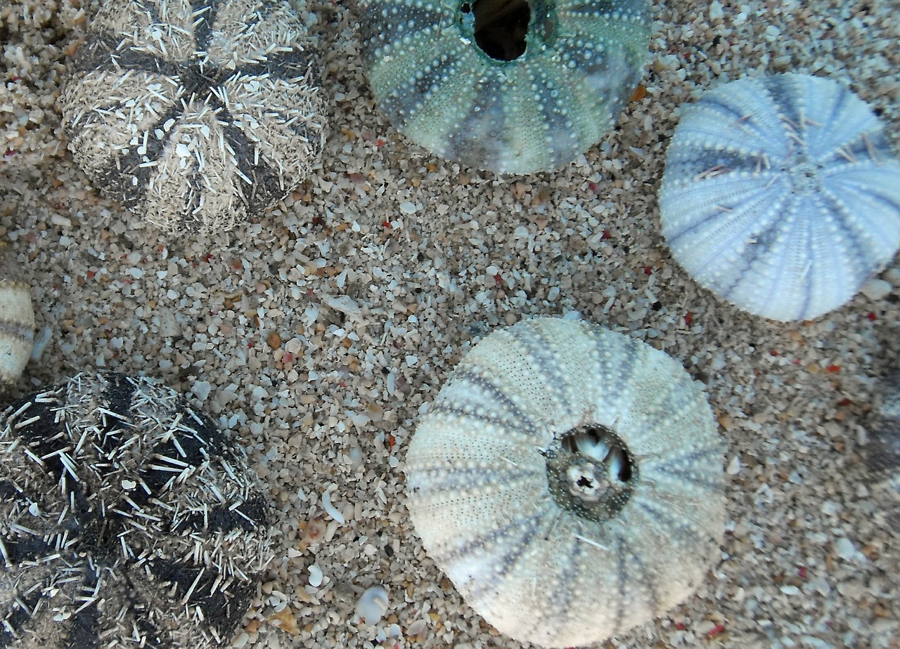 sea urchins marine life meeresbewohner free photo