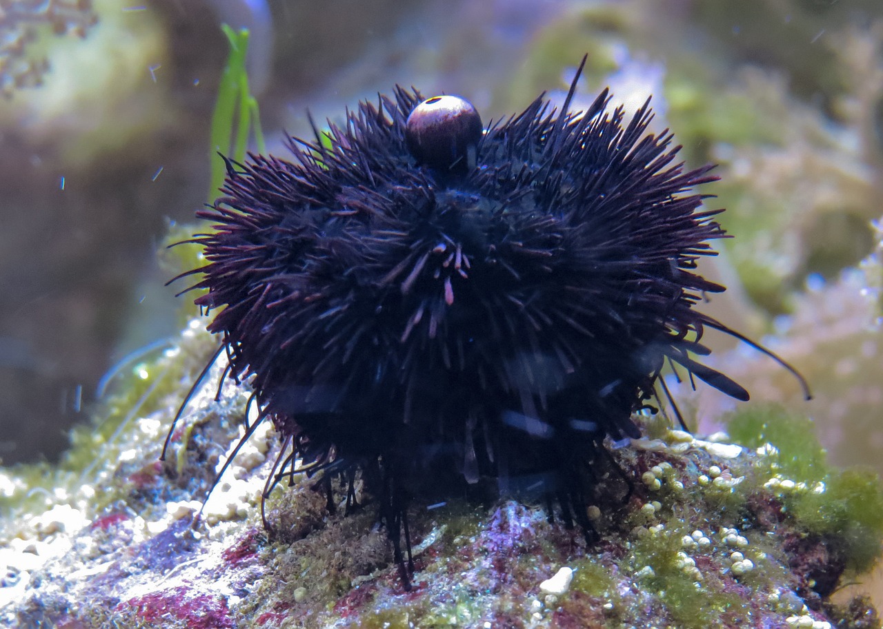 sea urchins sea sea animal free photo