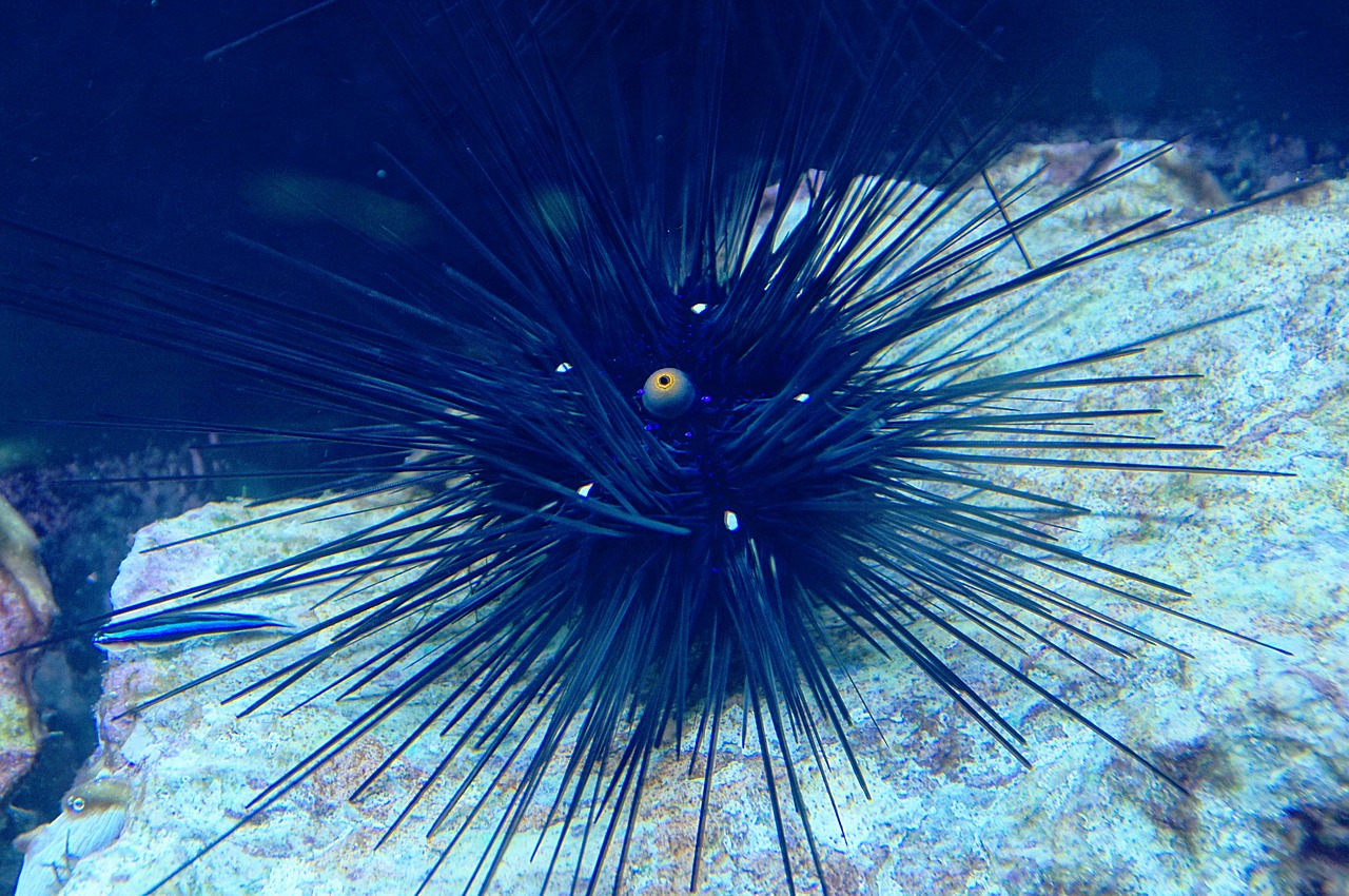 sea urchins sea animal aquarium free photo