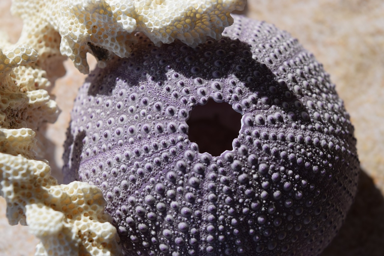 sea urchins coral sea free photo