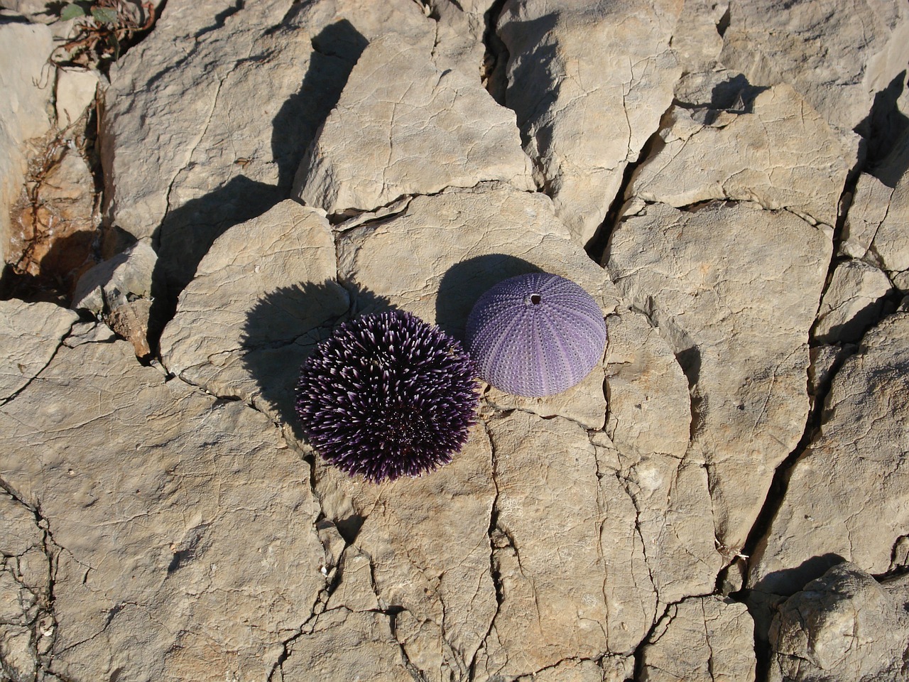 sea urchins sea croatia free photo