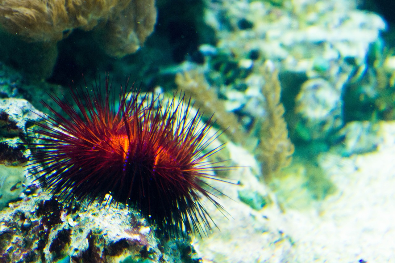 sea urchins coral sand free photo