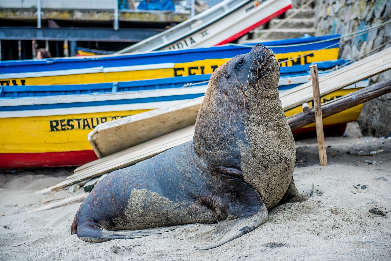 sea wolf animal ocean free photo