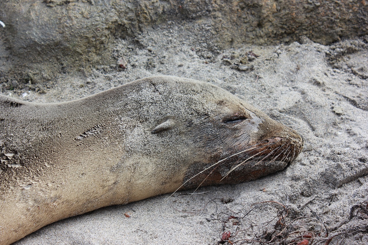 sea wolf seal aquatic mammals free photo