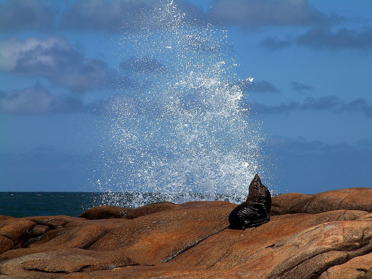 sea wolf sea splash free photo