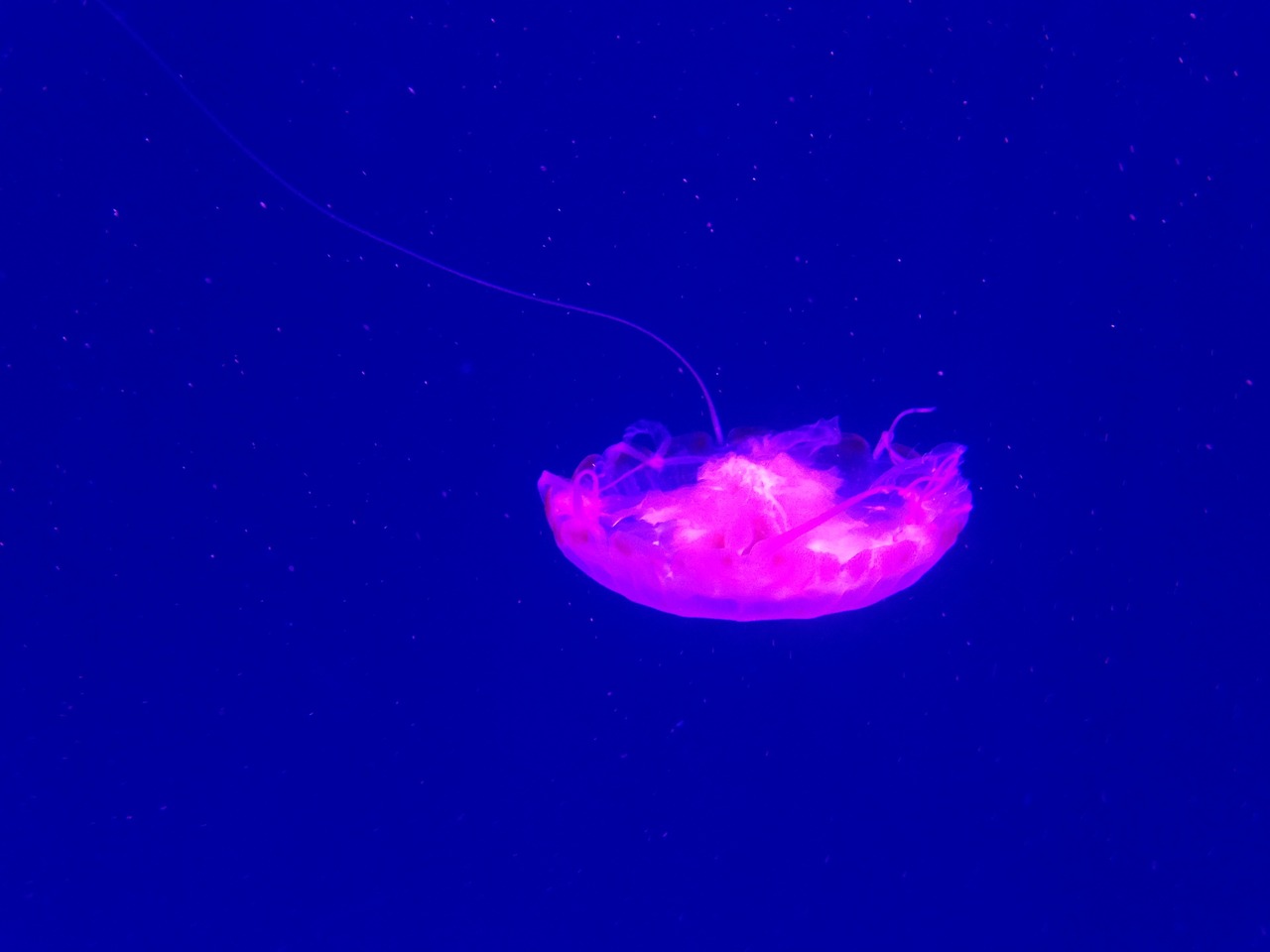 sea world jellyfish purple free photo