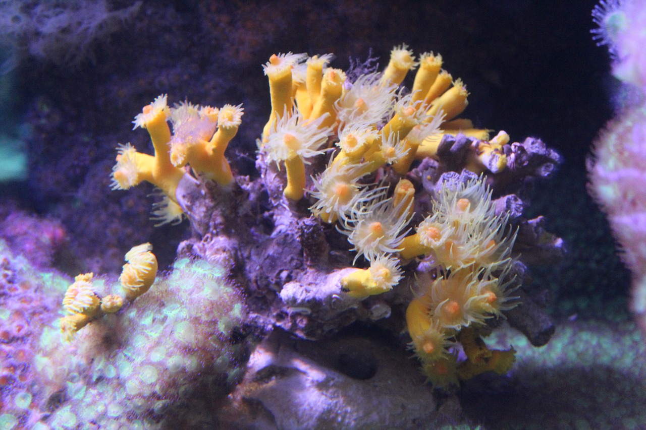 seabed anemone coral free photo
