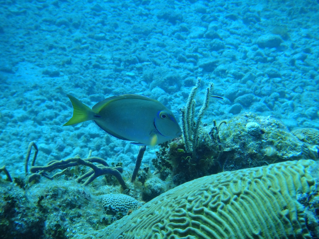 seabed cuba fish free photo