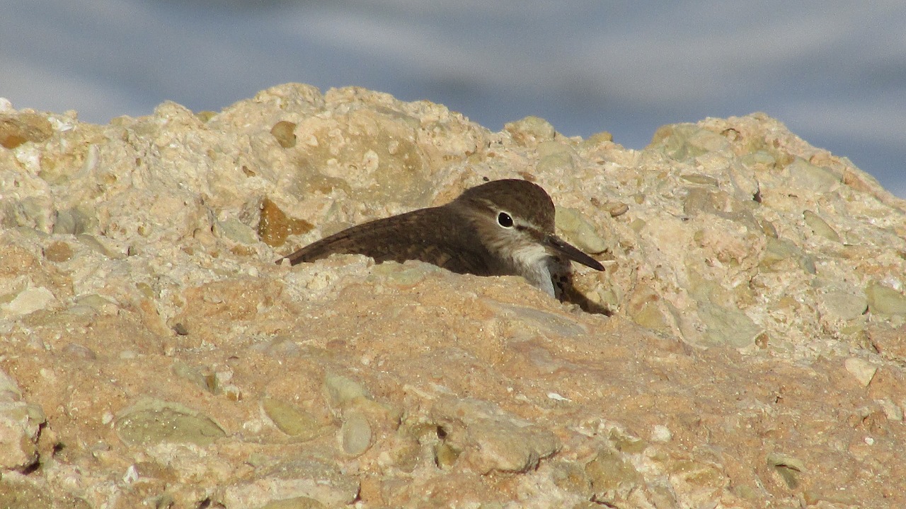 seabird stint migratory free photo