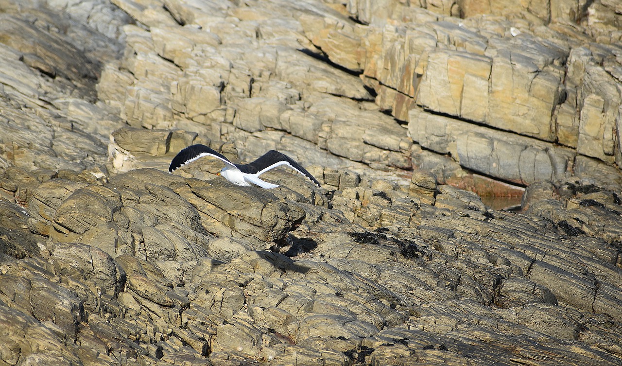 seabird  gull  rocks free photo