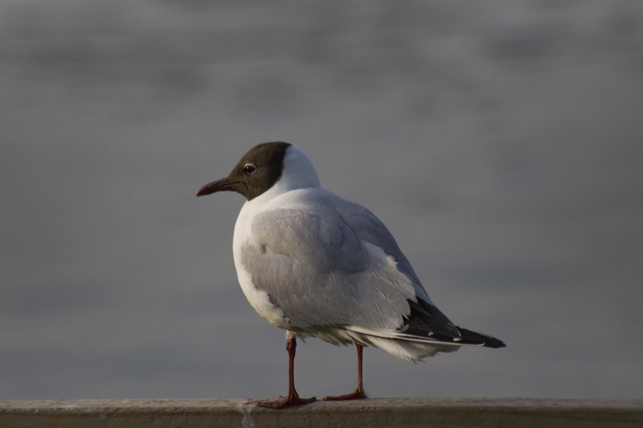 seabird  beach  sea free photo