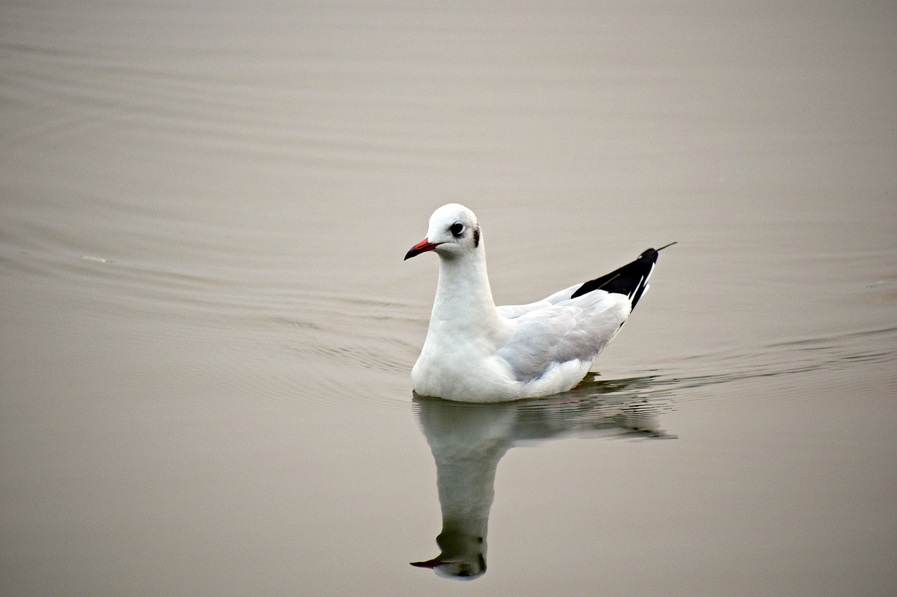 seabird  seagull  bird free photo