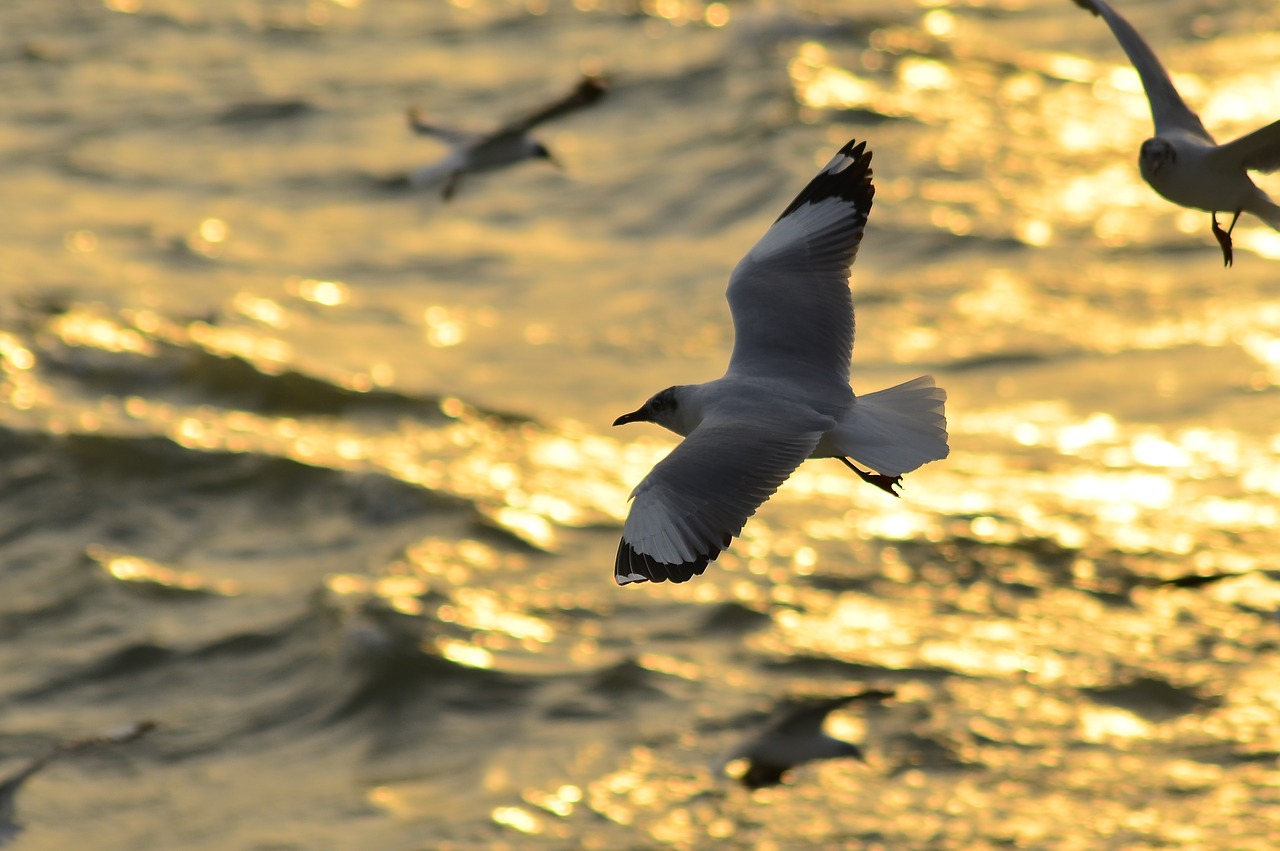 seabird  birds  sea free photo