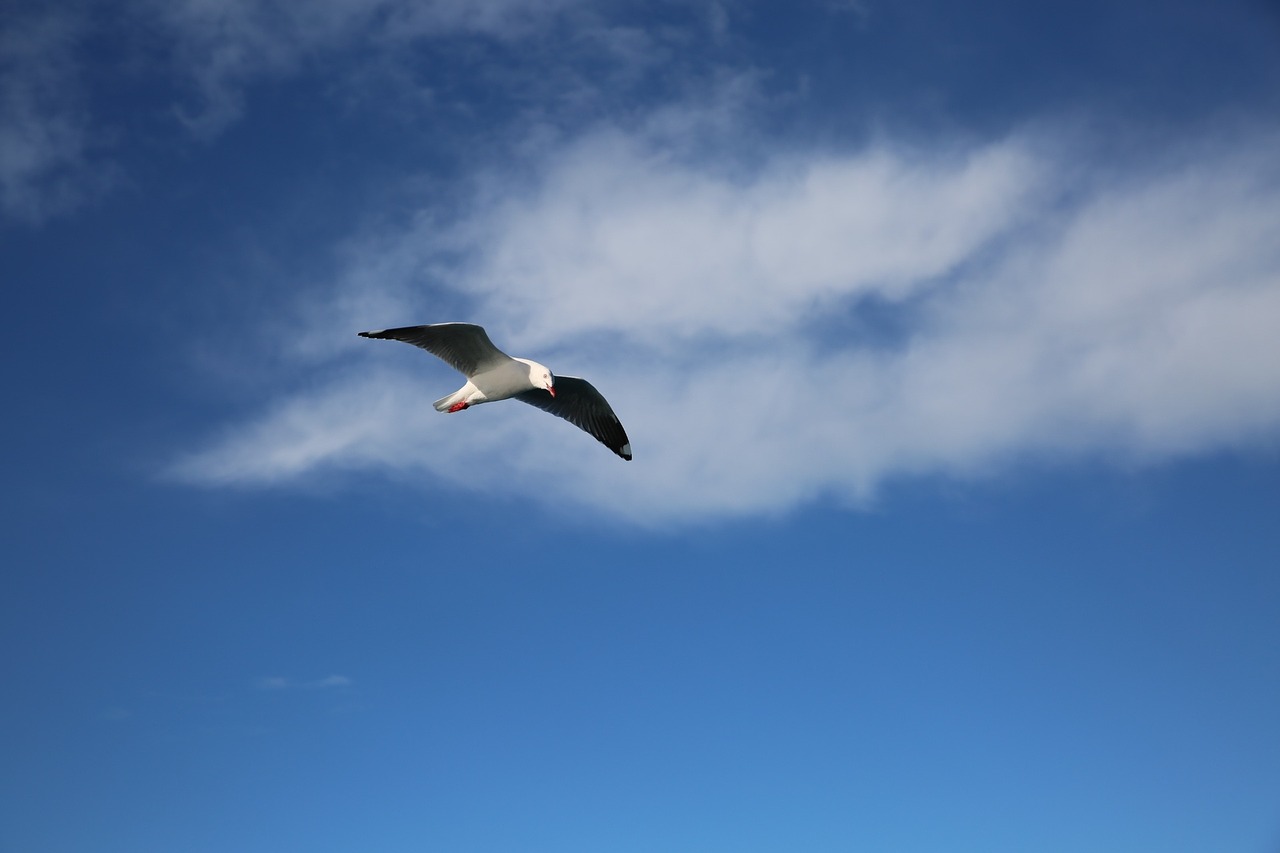 seabirds bird blue sky free photo