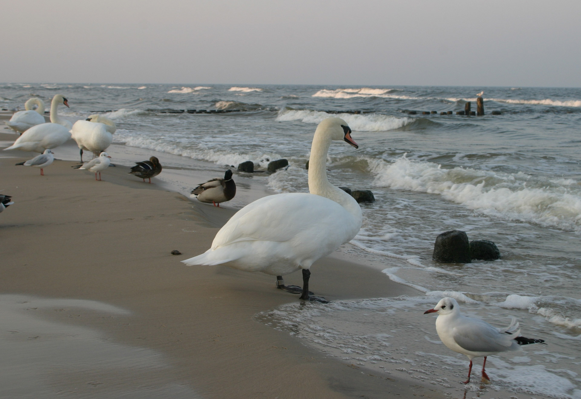 swan duck seagull free photo