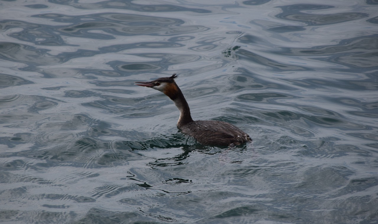 seabirds lake mountain free photo