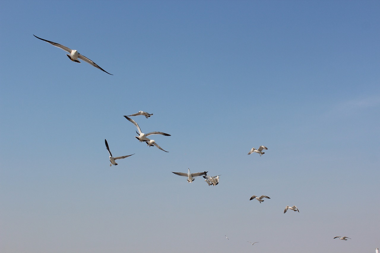 seabirds the sea dalian free photo