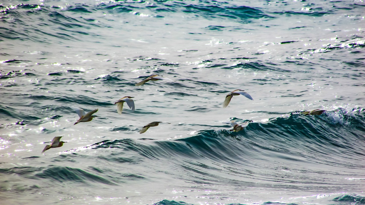 seabirds  surf  sea free photo