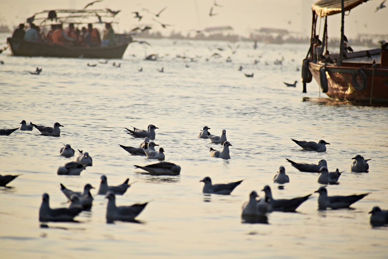 seabirds  ganges  seagulls free photo