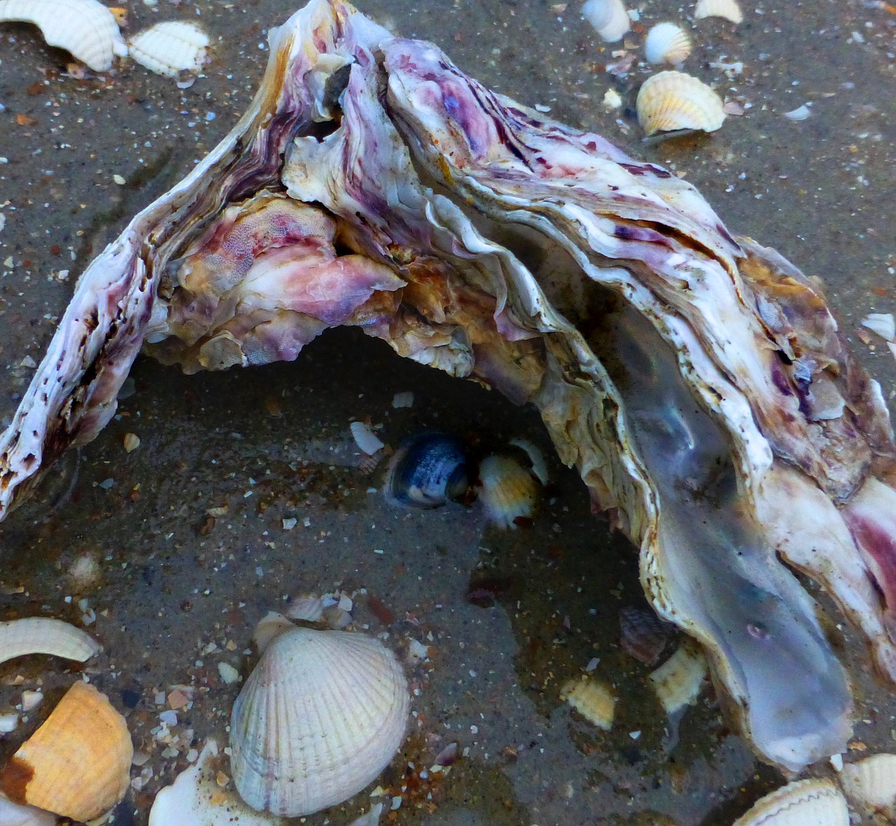 seafood wild oysters zeeland free photo