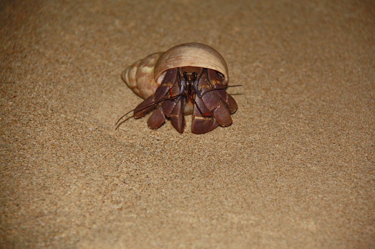 seafood night beach free photo