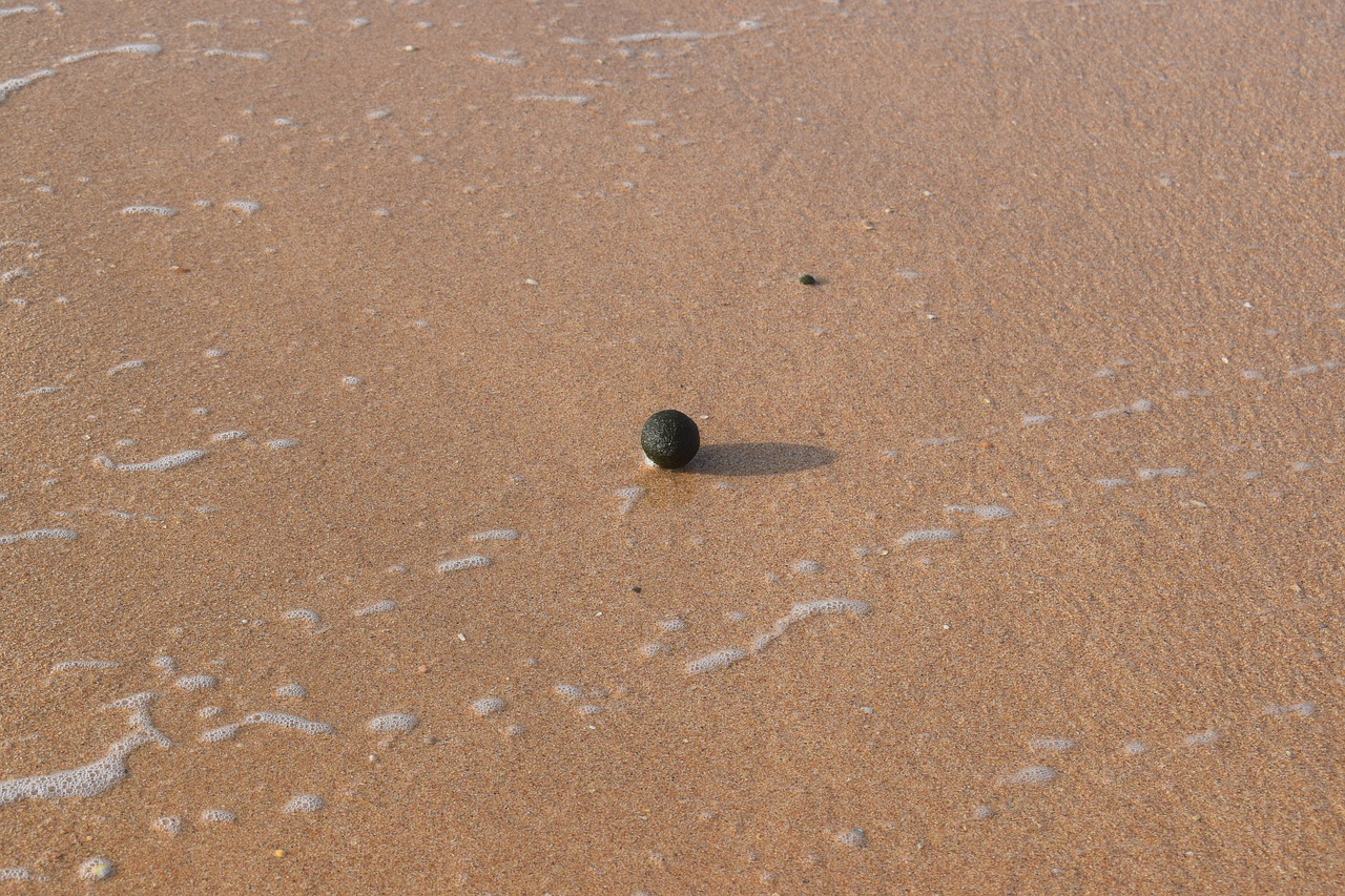 seafood sand ball free photo